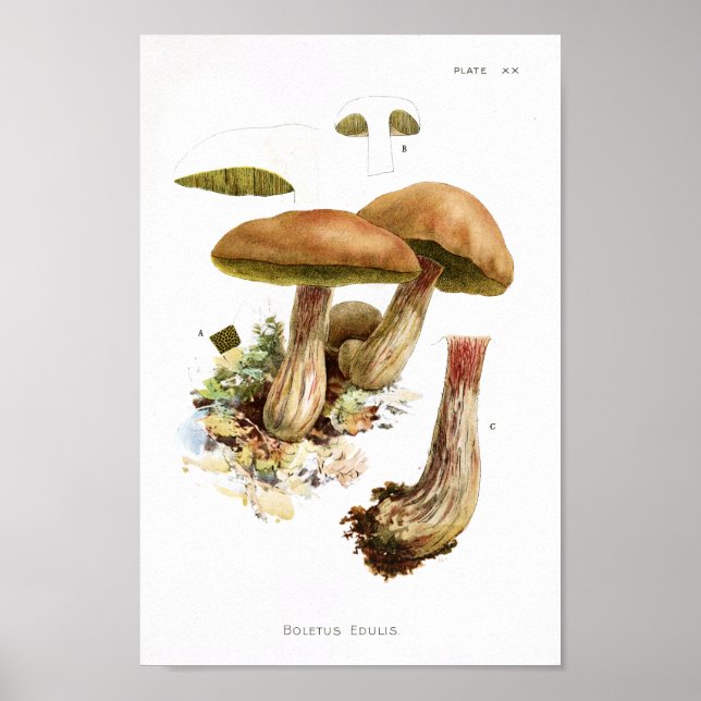 Vintage 1895 Mushrooms Brown Green Art Print (Front)
