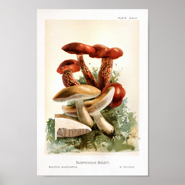 Vintage 1895 Mushrooms Brown Red Art Print (Front)