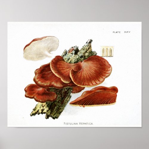 Vintage 1895 Mushrooms Brown Tree Fungus Art Print