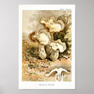 Vintage 1895 Mushrooms Brown White Art Print