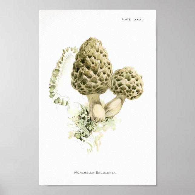 Vintage 1895 Mushrooms Morchella Art Print (Front)