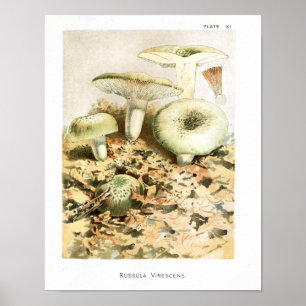 Vintage 1895 Mushrooms Russula Brown Art Print