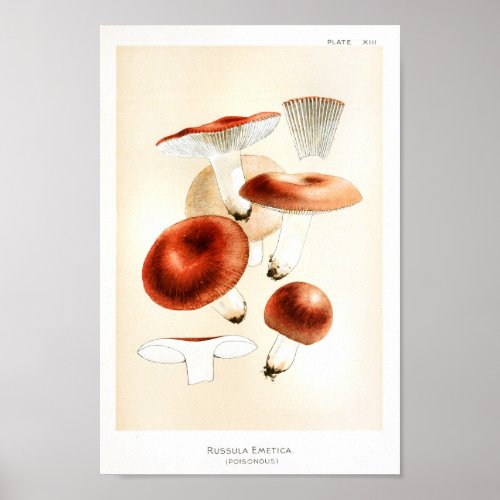Vintage 1895 Mushrooms Russula Red Art Print