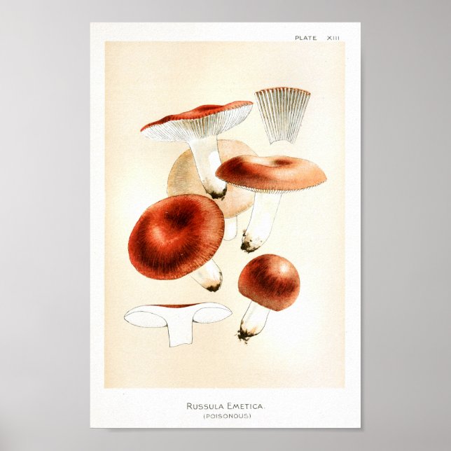 Vintage 1895 Mushrooms Russula Red Art Print (Front)