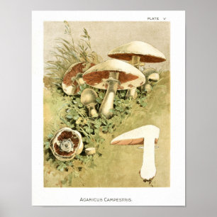 Vintage 1895 Mushrooms White Brown Art Print
