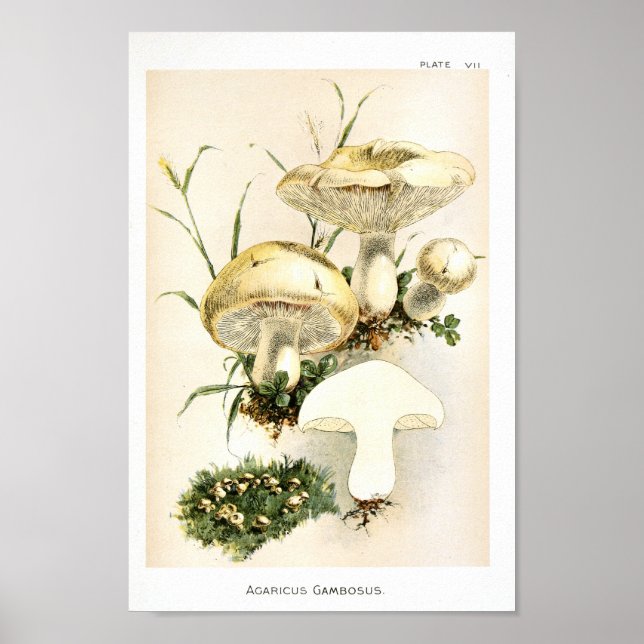 Vintage 1895 Mushrooms White Brown Art Print (Front)