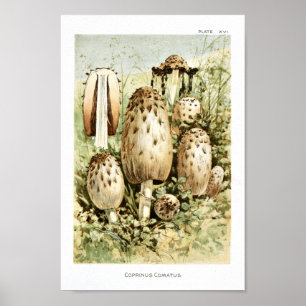 Vintage 1895 Mushrooms White Brown Art Print
