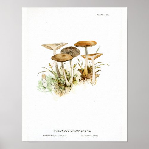 Vintage 1895 Mushrooms White Brown Art Print