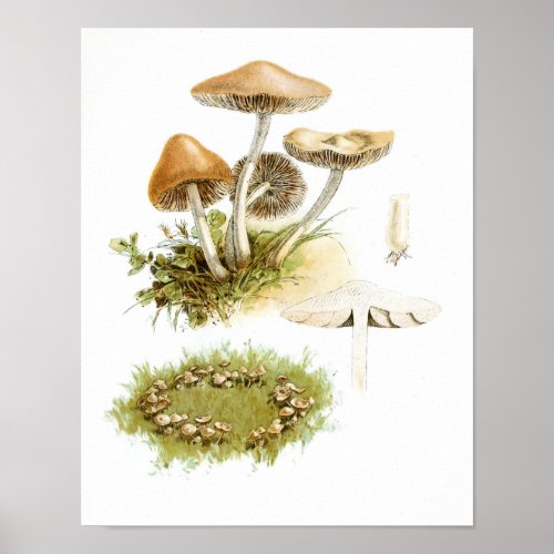 Vintage 1895 Mushrooms White Brown Art Print