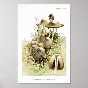 Vintage 1895 Mushrooms White Brown Art Print
