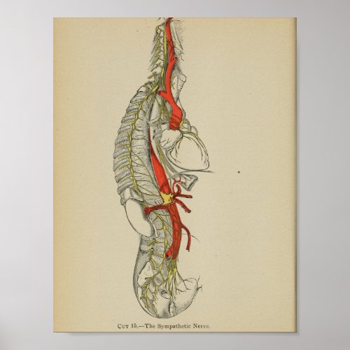 Vintage 1898 Anatomical Sympathetic Nerve Print