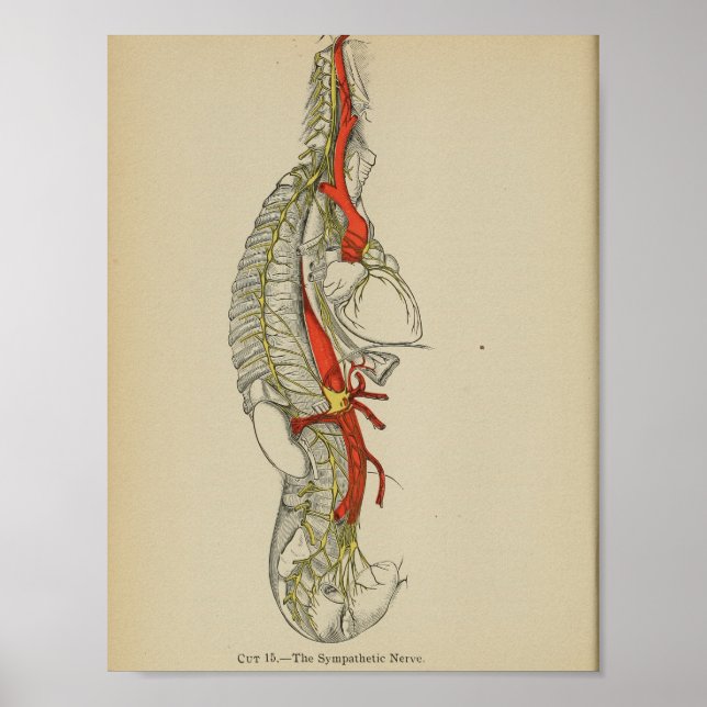 Vintage 1898 Anatomical Sympathetic Nerve Print (Front)