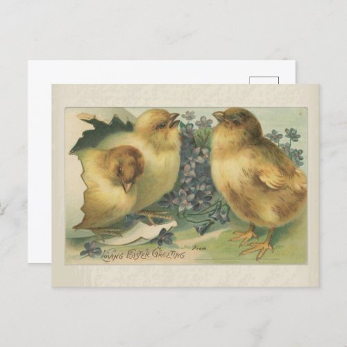Vintage 1898 Baby Chick Easter Greeting Postcard