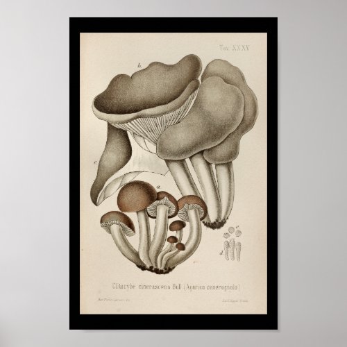 Vintage 1899 Mushrooms Brown Cap Art Print