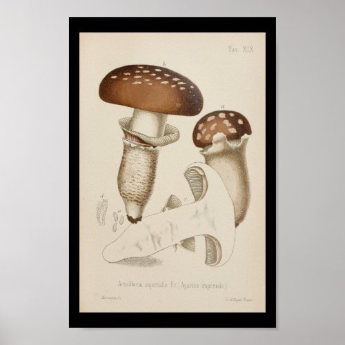 Vintage 1899 Mushrooms Brown Cap Art Print