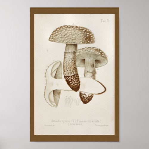 Vintage 1899 Mushrooms Brown Cap Art Print