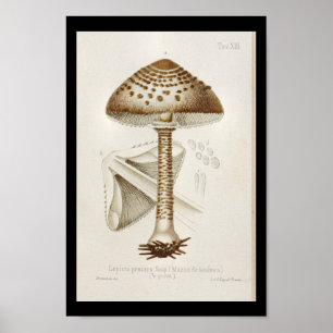 Vintage 1899 Mushrooms Brown Cap Art Print