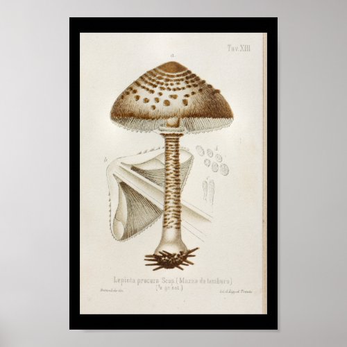 Vintage 1899 Mushrooms Brown Cap Art Print