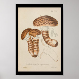 Vintage 1899 Mushrooms Brown Cap Art Print