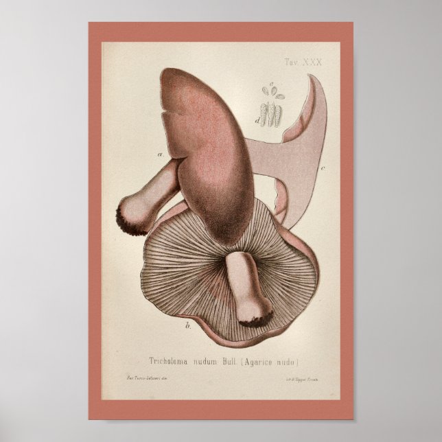 Vintage 1899 Mushrooms Brown Purple Art Print (Front)