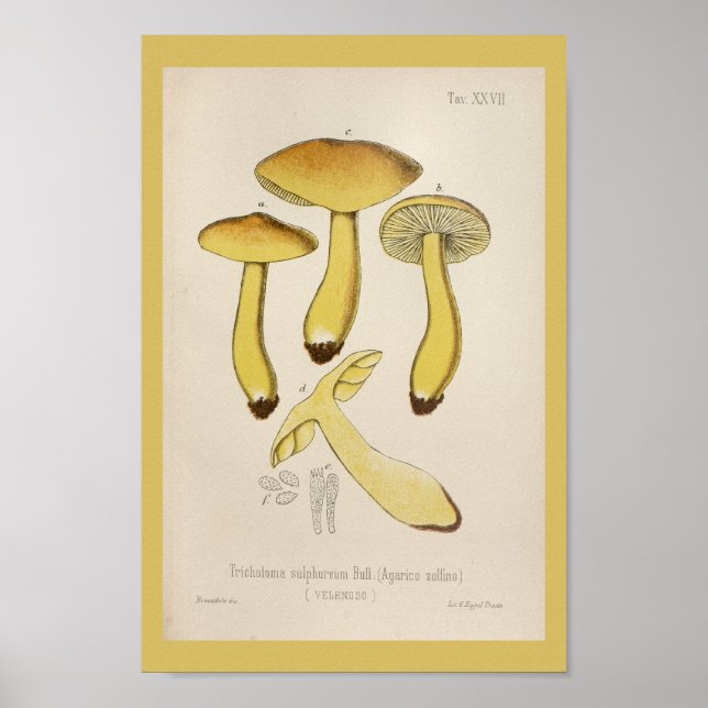 Vintage 1899 Mushrooms Brown Yellow Art Print (Front)
