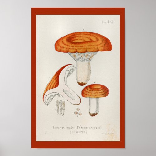 Vintage 1899 Mushrooms Red Orange Art Print