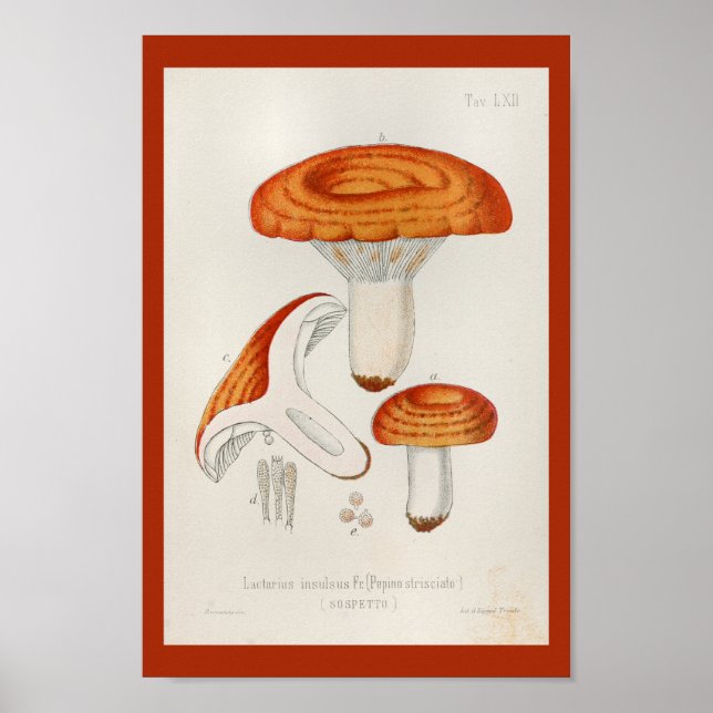 Vintage 1899 Mushrooms Red Orange Art Print (Front)