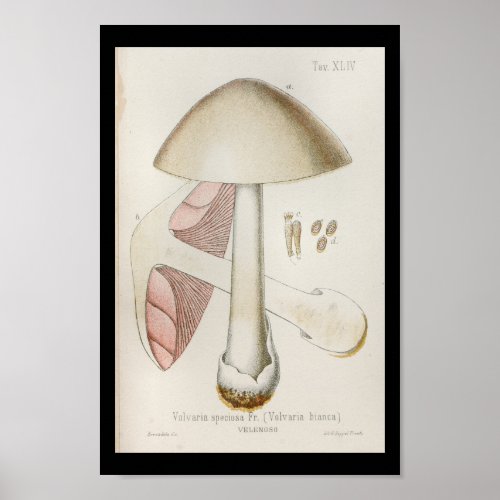 Vintage 1899 Mushrooms White Pink Art Print