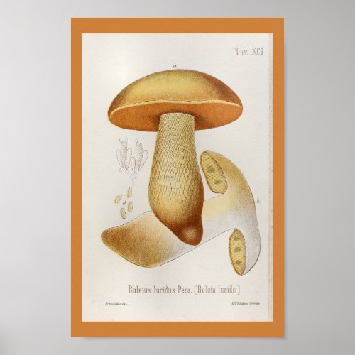 Vintage 1899 Mushrooms Yellow Orange Art Print