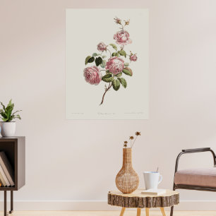 Vintage 18th Century Rose Poster