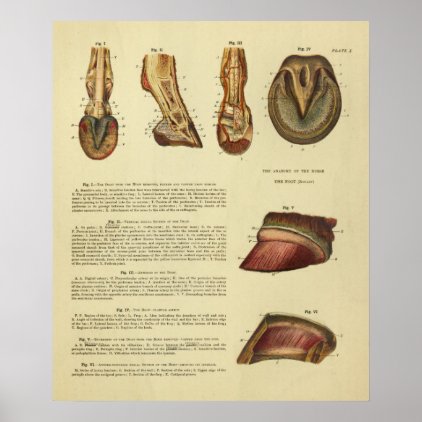 Vintage 1900 Horse Foot Hoof Anatomy Print