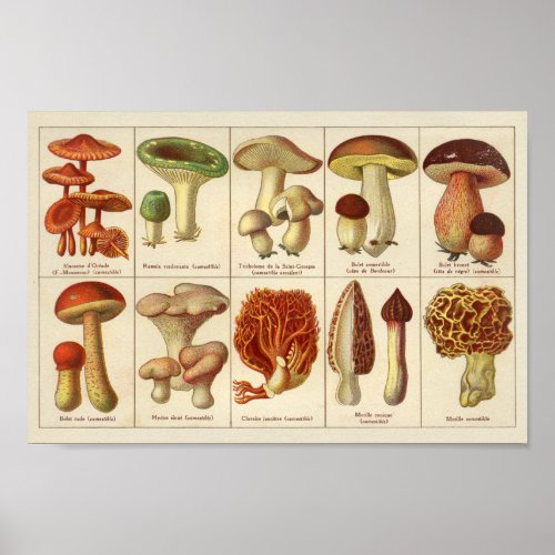 Vintage 1900 Mushroom Variety Green Brown Print