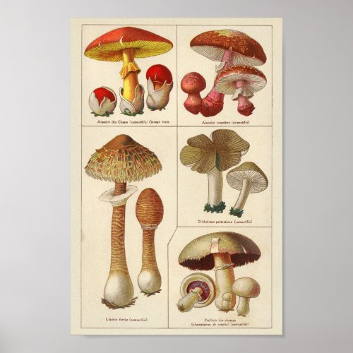 Vintage 1900 Mushroom Variety Red Yellow Print