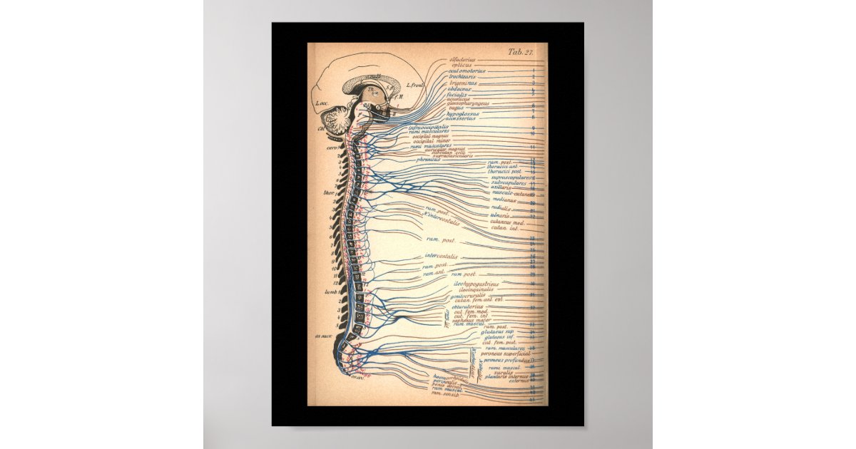 Vintage 1901 Spinal Nerves Anatomy Print | Zazzle