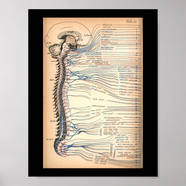 Vintage 1901 Spinal Nerves Anatomy Print | Zazzle