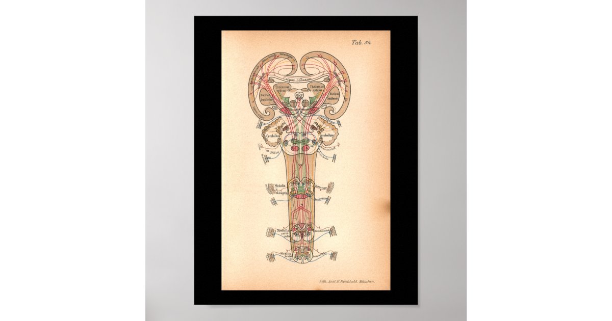 Vintage 1901 Spinal Nerves Anatomy Print | Zazzle