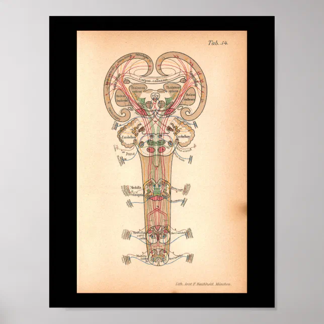 Vintage 1901 Spinal Nerves Anatomy Print | Zazzle