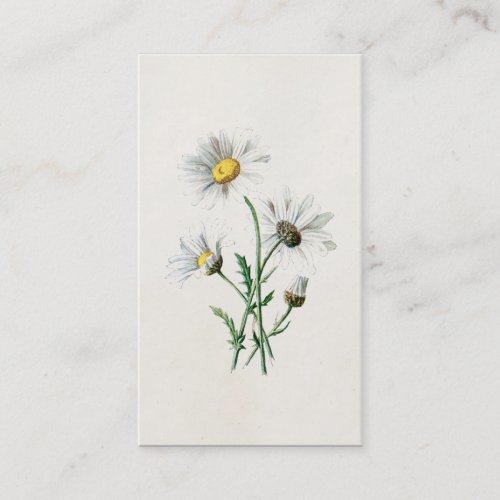 Vintage 1902 Daisies Old Wild Flower Illustration Business Card