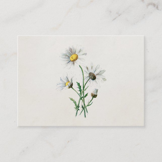 Vintage 1902 Daisies Old Wild Flower Illustration Business Card (Front)