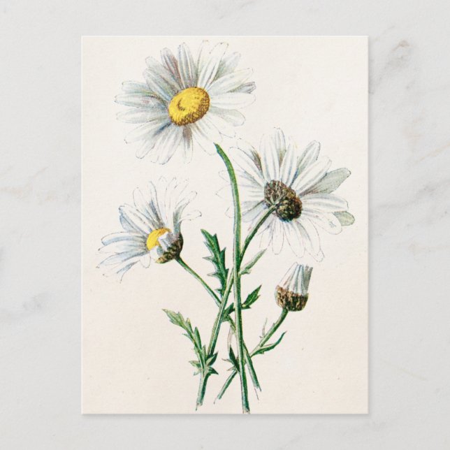 Vintage 1902 Daisies Old Wild Flower Illustration Postcard (Front)