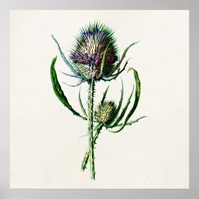 Vintage 1902 Old Scottish Thistle Wild Flower Poster (Front)