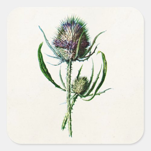 Vintage 1902 Old Scottish Thistle Wild Flower Square Sticker