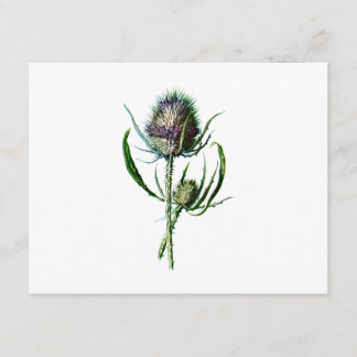 Vintage 1902 Scottish Thistle Antique Wild Flower Card