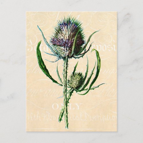 Vintage 1902 Scottish Thistle Antique Wildflower Postcard