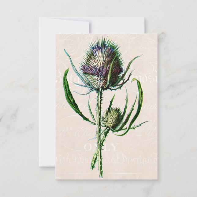 Vintage 1902 Scottish Thistle Old Wild Flower Card (Front)