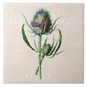 Vintage 1902 Scottish Thistle Old Wild Flower Ceramic Tile