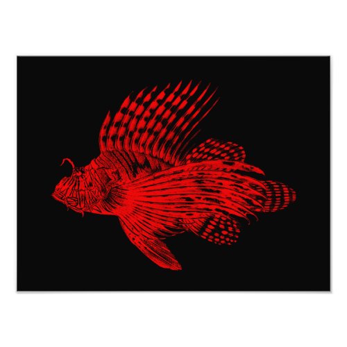 Vintage 1905 Lionfish Scorpionfish Red Lion Fish Photo Print