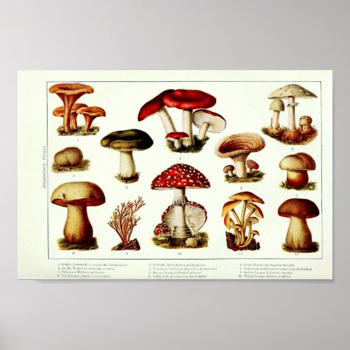 Vintage 1908 Poisonous Mushrooms Poster