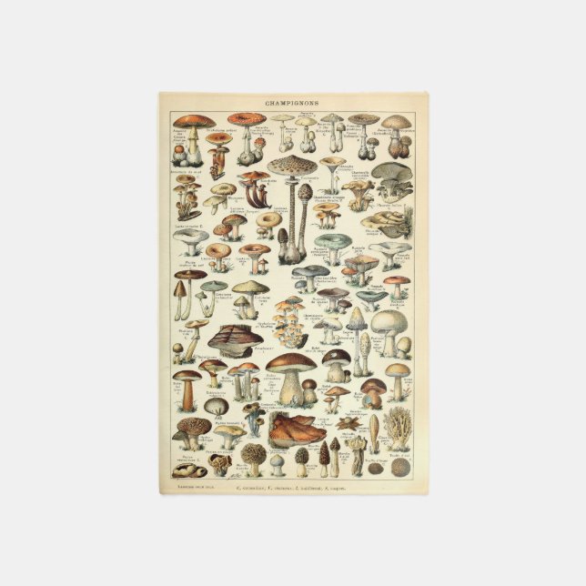 Vintage 1909 Mushroom Art by Adolphe Millot Rug (Front (Vertical))