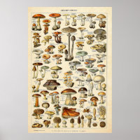 Vintage 1909 Mushrooms Art by Adolphe Millot